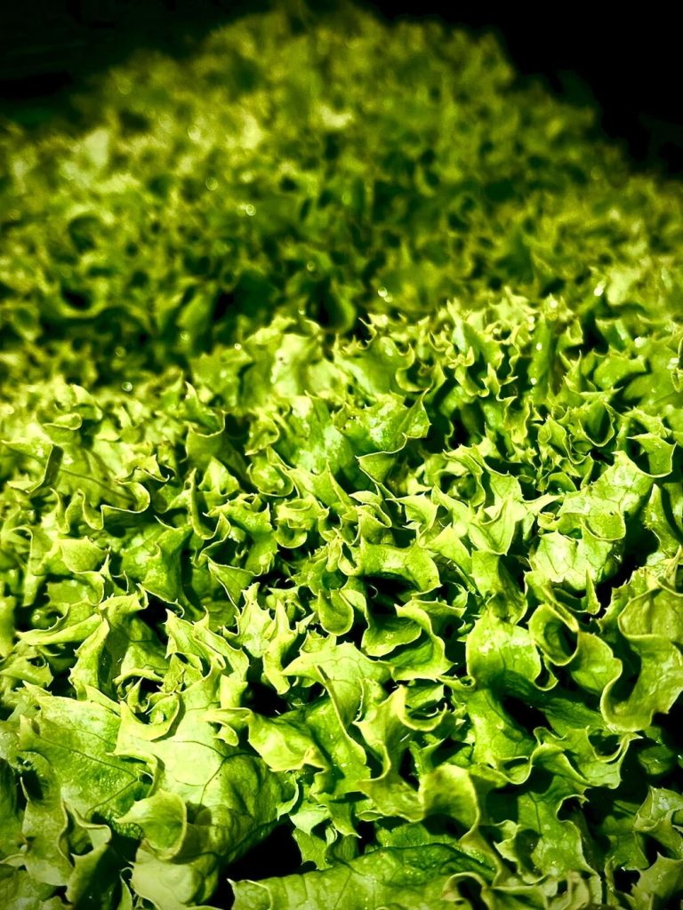 Frischer grüner Eichblattsalat für die Gastronomie – geliefert von Finke Frisch aus Dormagen
