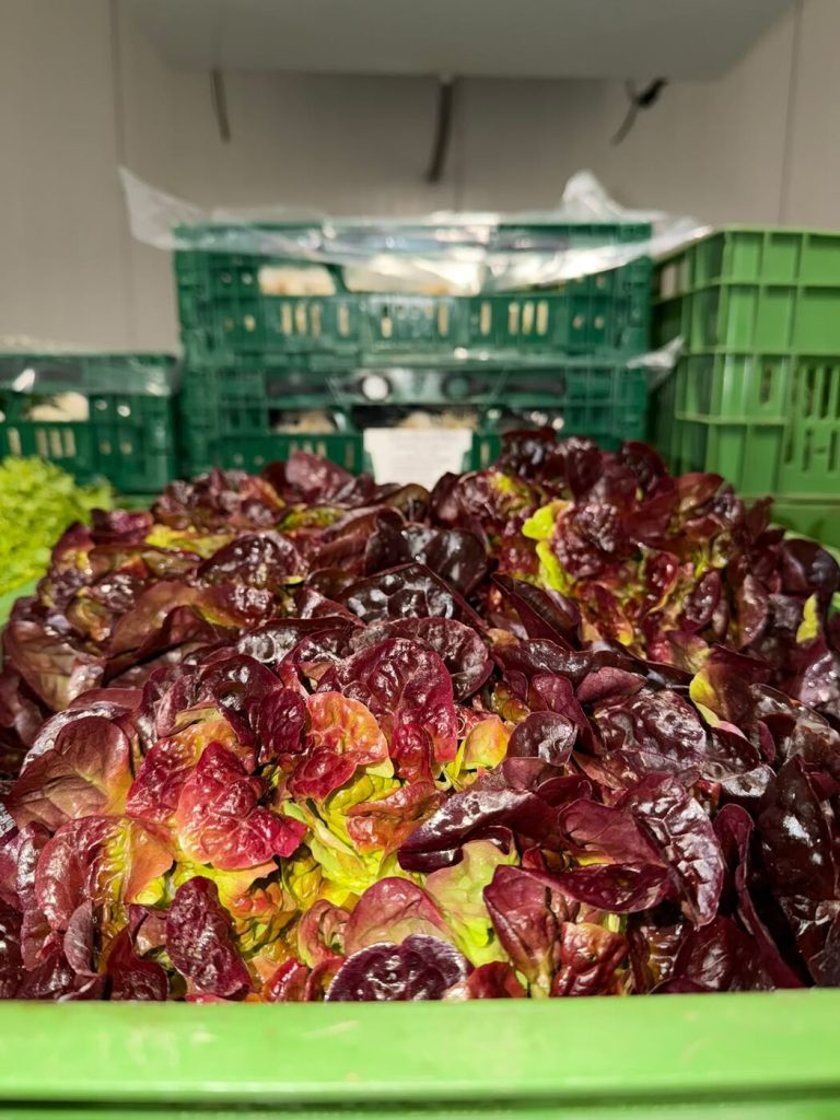 Roter Eichblattsalat frisch in der Kiste – Salatlieferung an Restaurants und Hotels